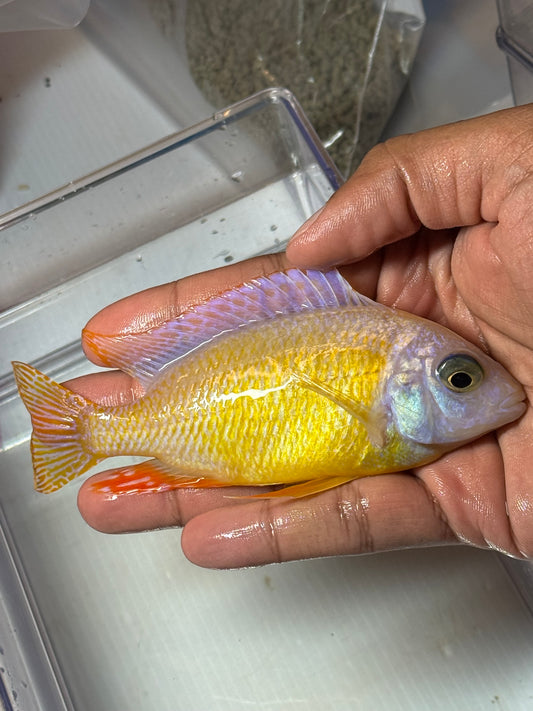 Albino Taiwan reef 6”