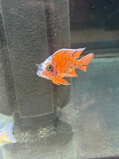 OB Red Peacock (4" Male)