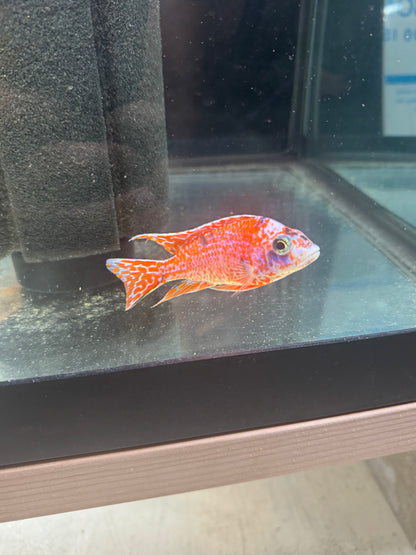 Strawberry OB (4"+ Male)