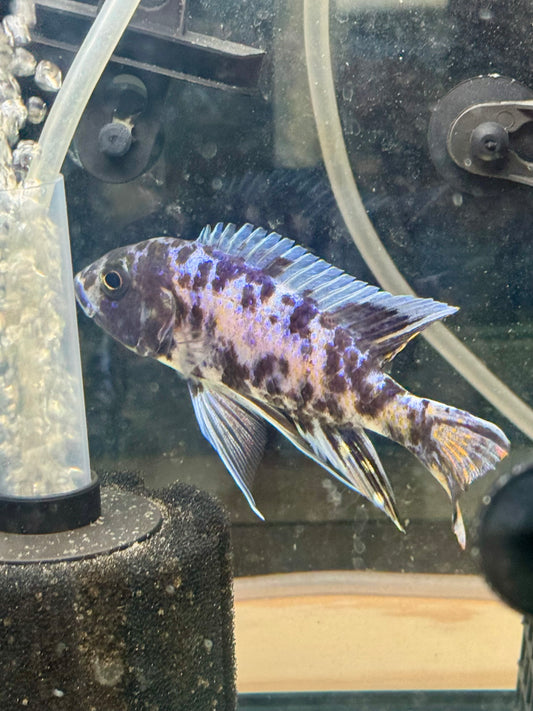 Blueberry OB Peacock