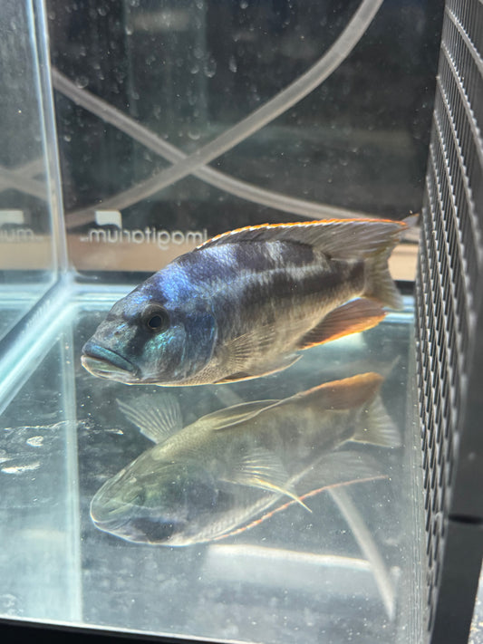 LivingStonii 5.5” colored