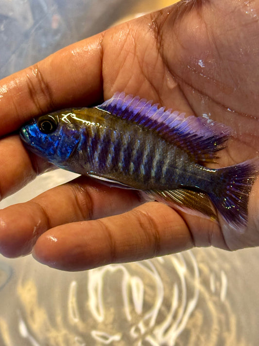 Aulonocara Eureka Yellow
