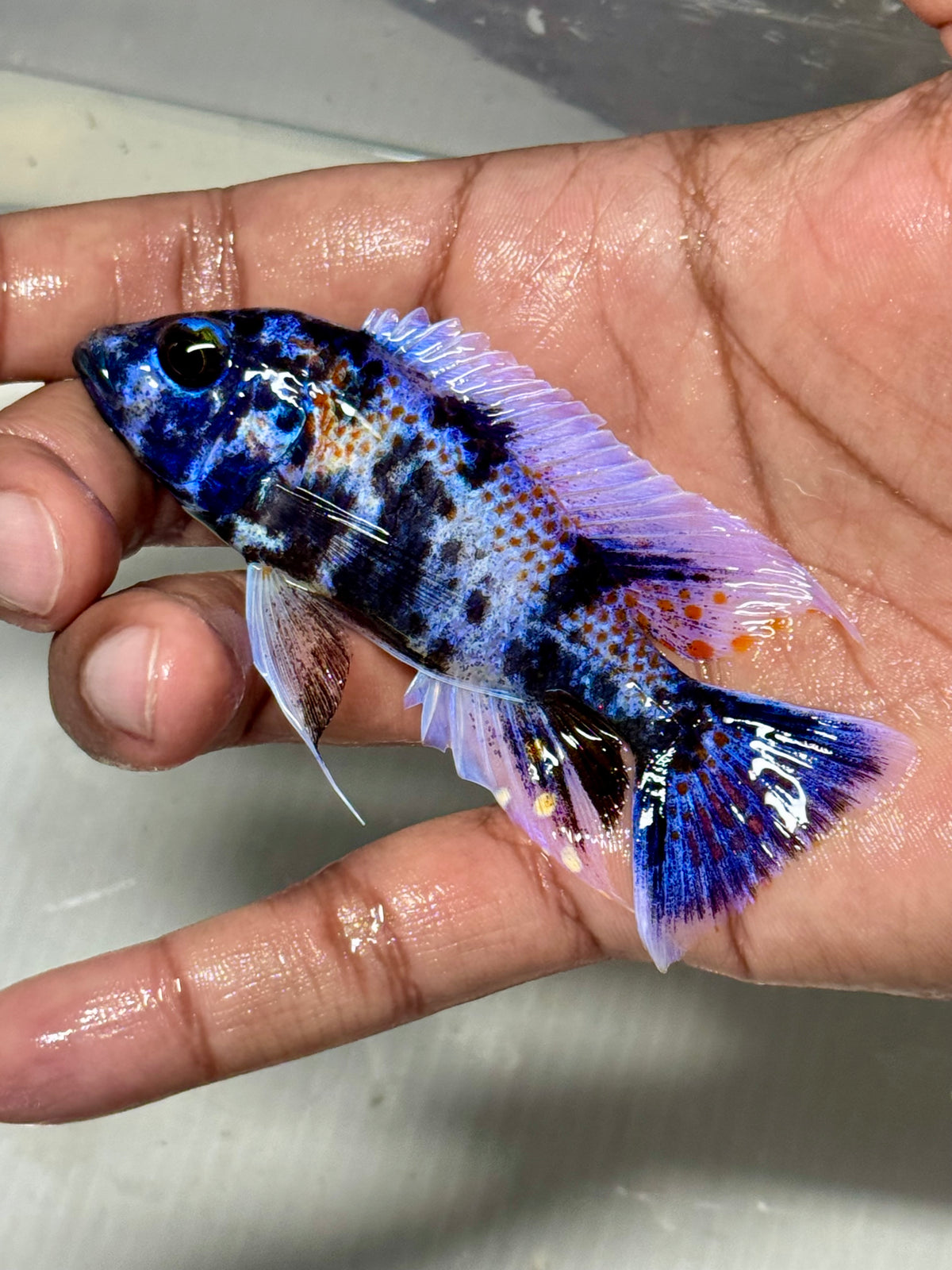 Aulonocara Blueberry OB