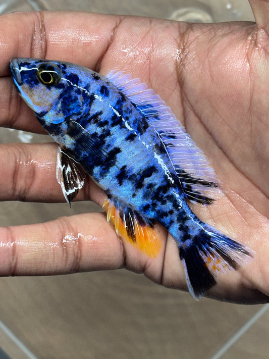 Aulonocara Blueberry OB
