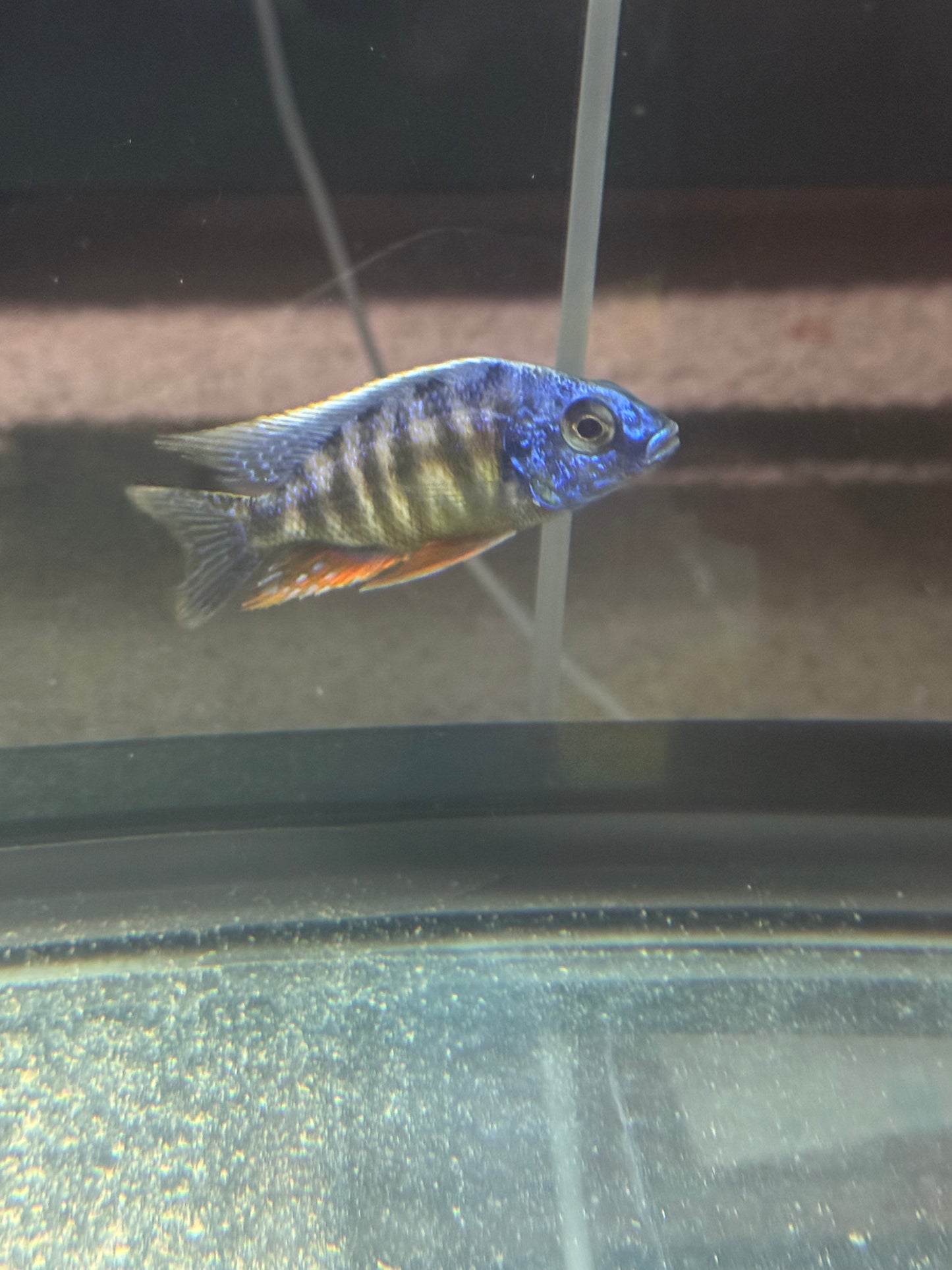 Taiwan Reef (4"+ Male)