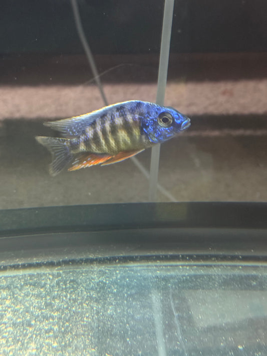 Taiwan Reef (4"+ Male)