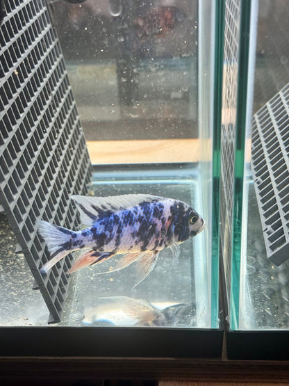Blueberry OB (4"+ Male)