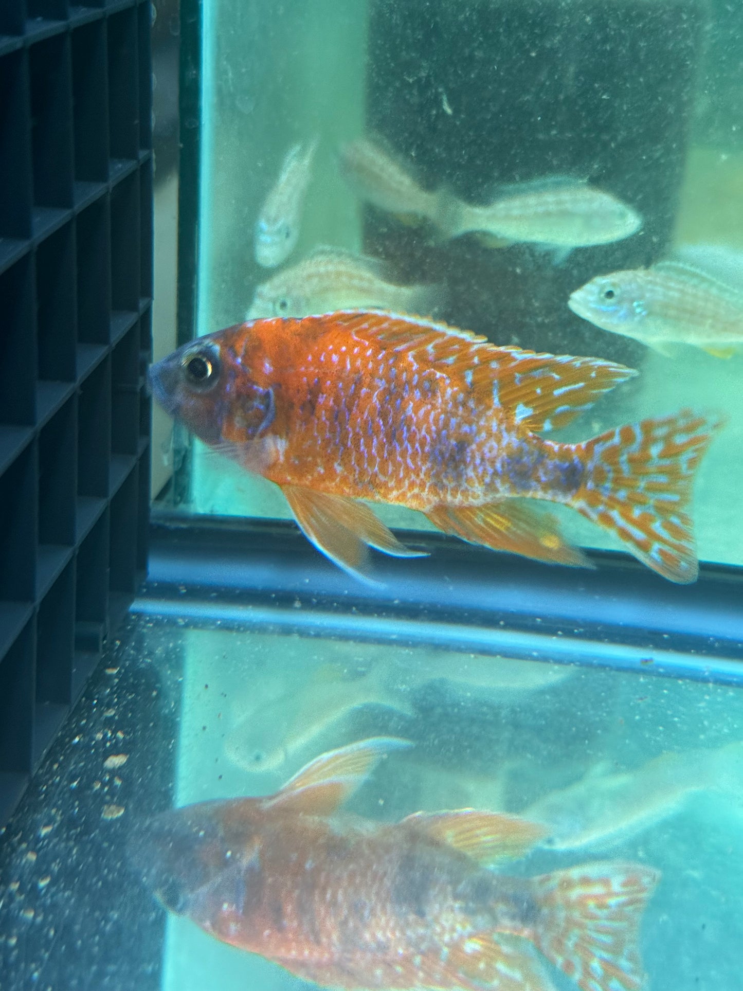 OB Peacock (4"+ Male)