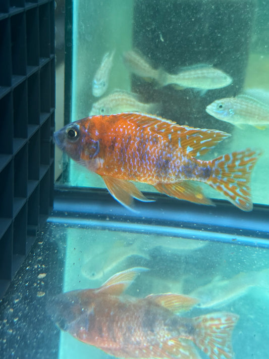 OB Peacock (4"+ Male)