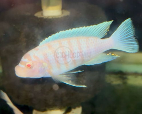 Metriaclima Albino Zebra BB