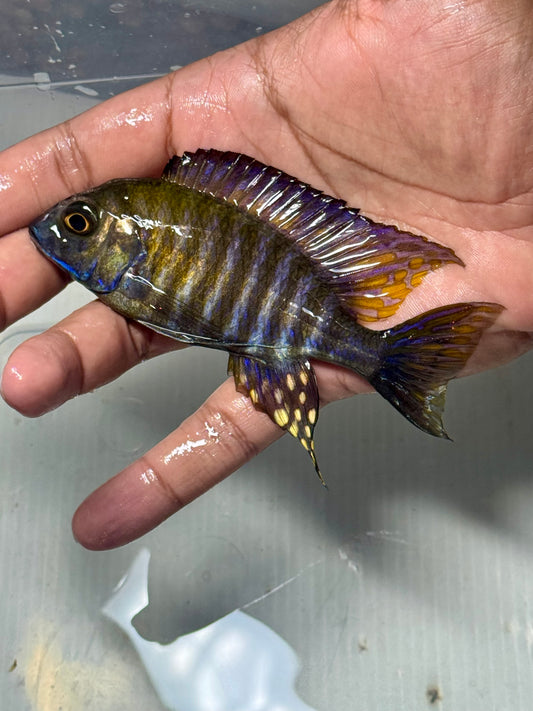 Chitande Peacock 5”
