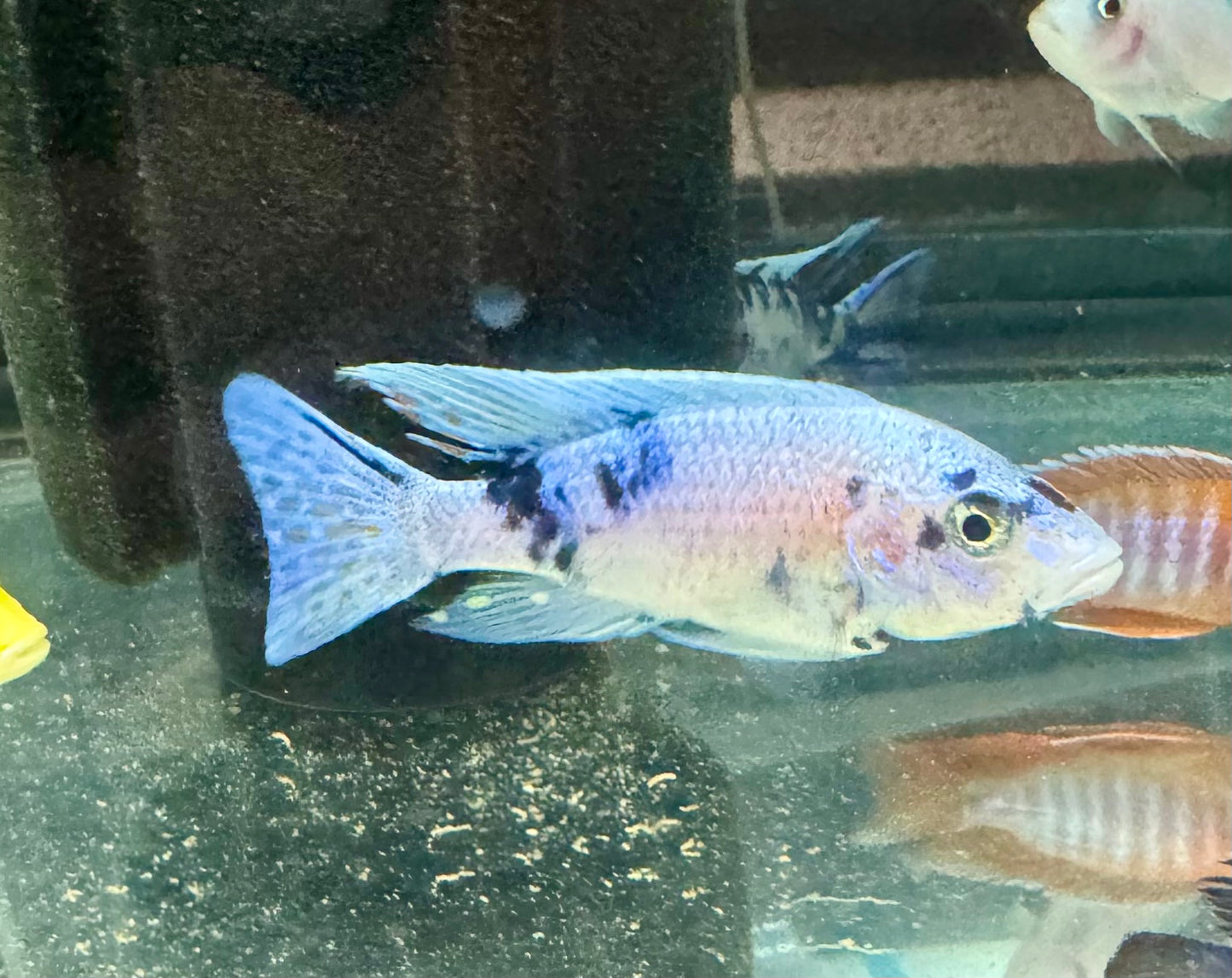 Platinum OB (4"+ Male)