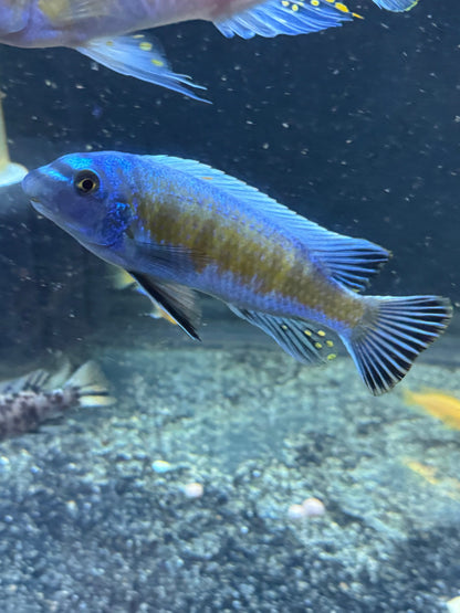 Labeotropheus Trewavasae Red Stripe Manda