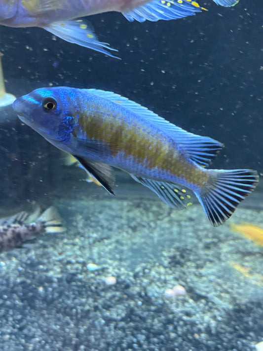 Labeotropheus Trewavasae Red Stripe Manda