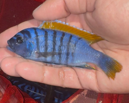 Metriaclima Pyrsonotos