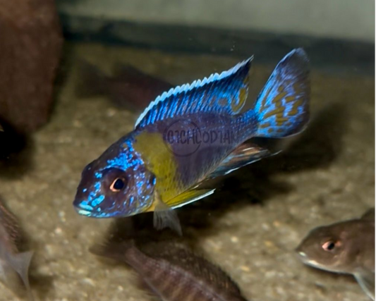 Bi Color F1