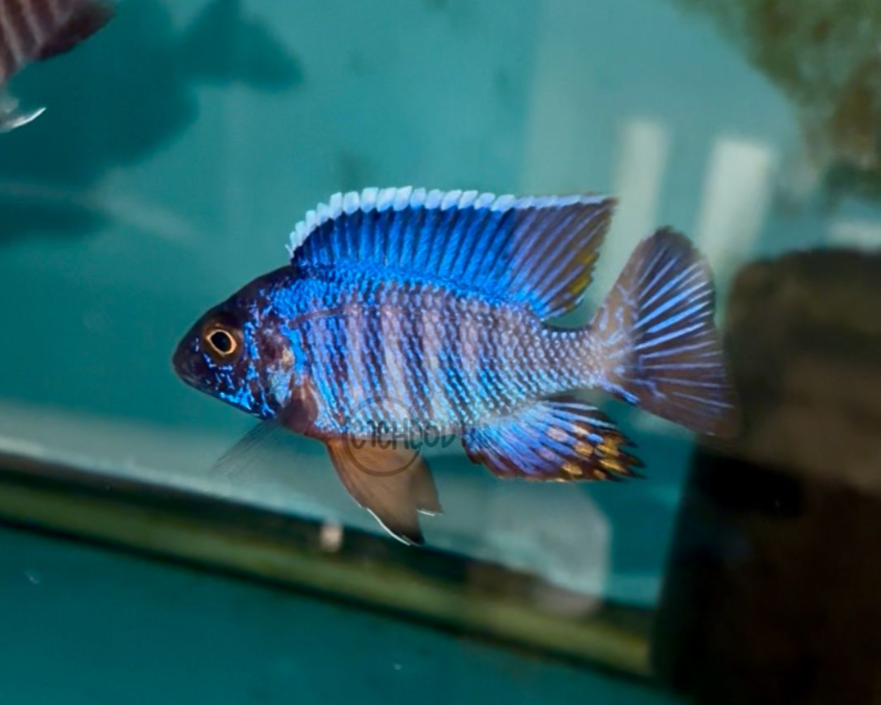 Blue Regal F1 Peacock - Aulonocara