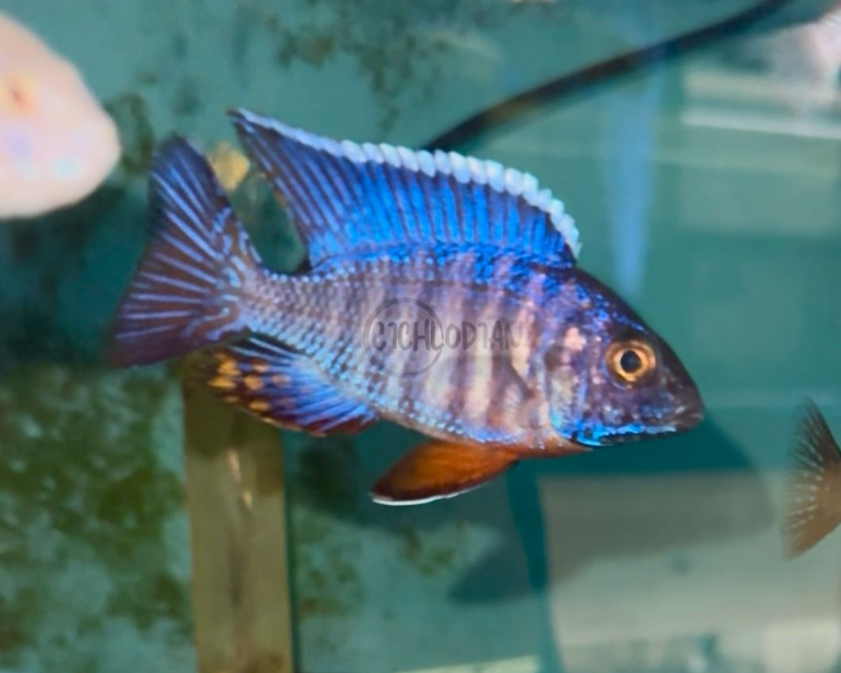 Blue Regal F1 Peacock - Aulonocara