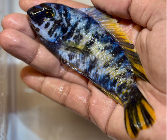 Labeotropheus Fuelleborni OB Blueberry MC