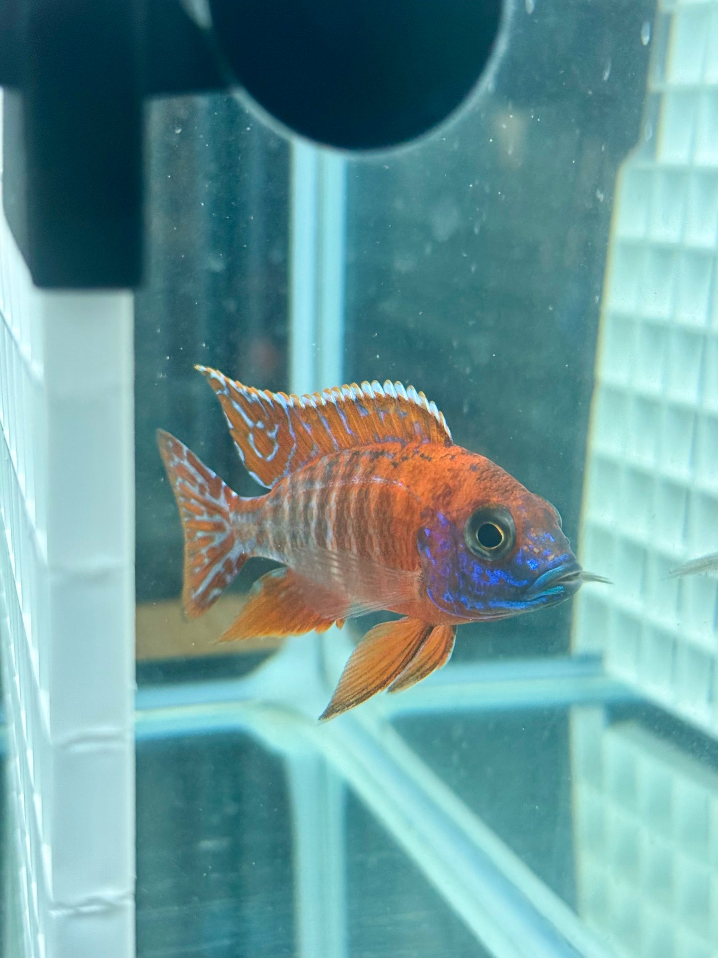 Cherry Red Peacock