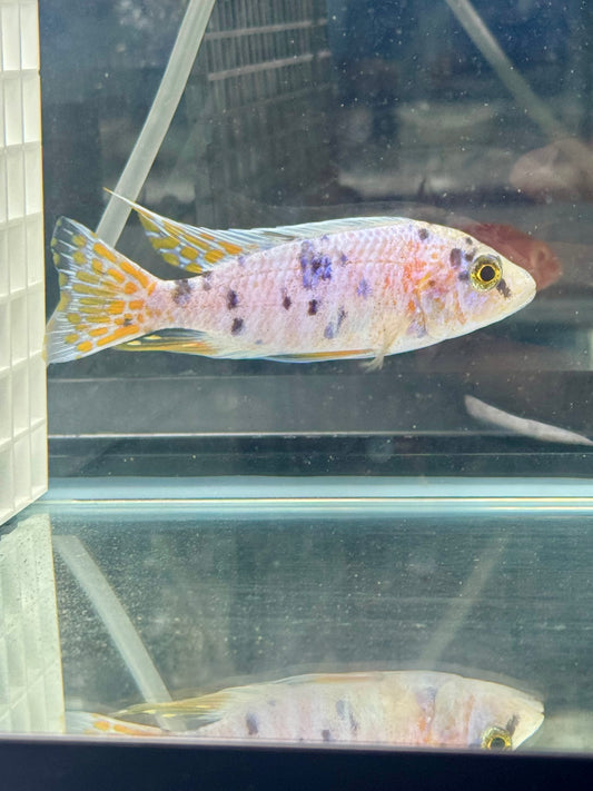 Platinum OB (5” Male)