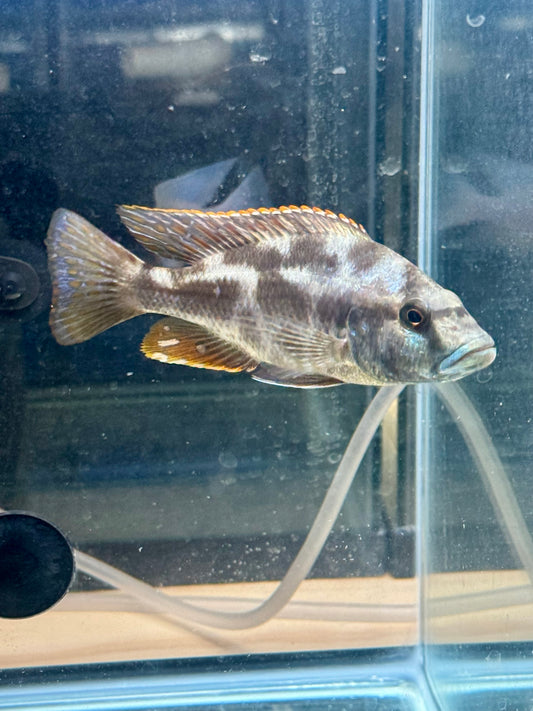 Livingstonii 5” male