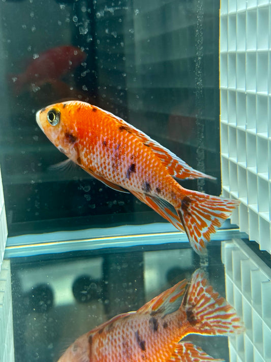 Red OB (4"+ Male)
