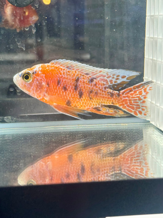 Red OB