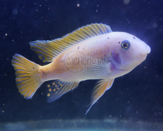 Labeotropheus Fuelleborni Orange Chinyamwezi