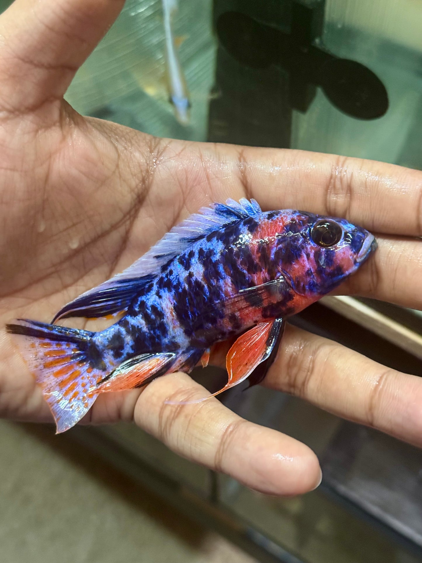 Blueberry OB (4"+ Male)