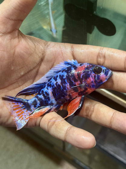 Blueberry OB (4"+ Male)