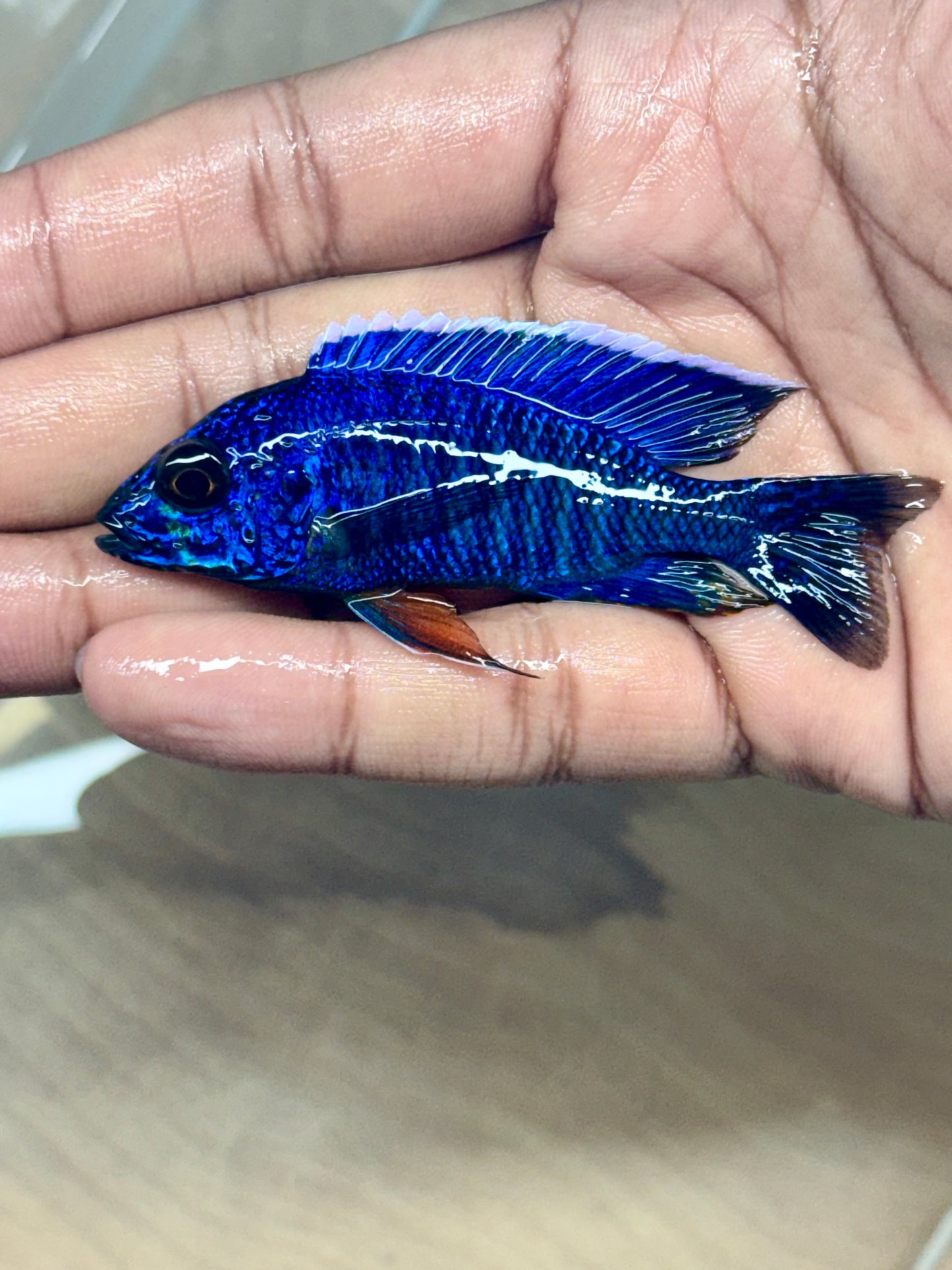 Aulonocara Cobue (blue Regal)