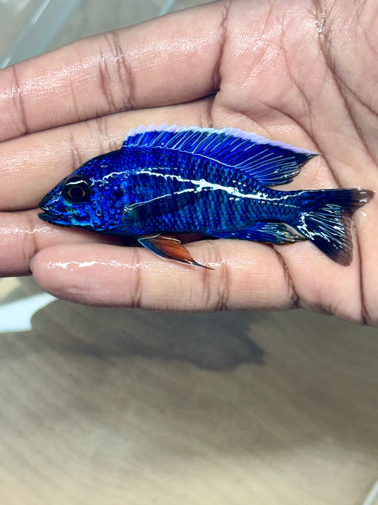 Aulonocara Cobue (blue Regal)