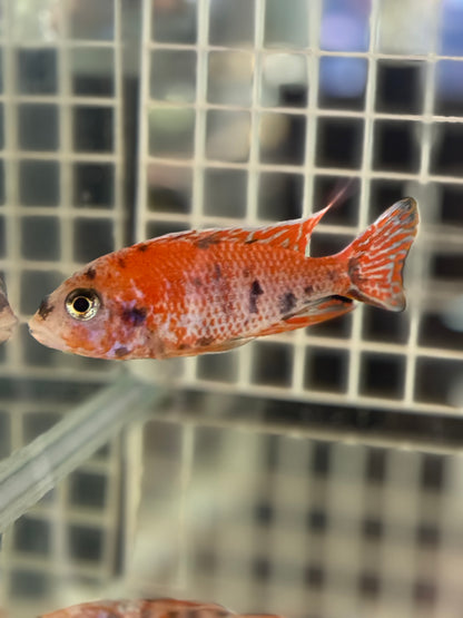 Red OB (4"+ Male)
