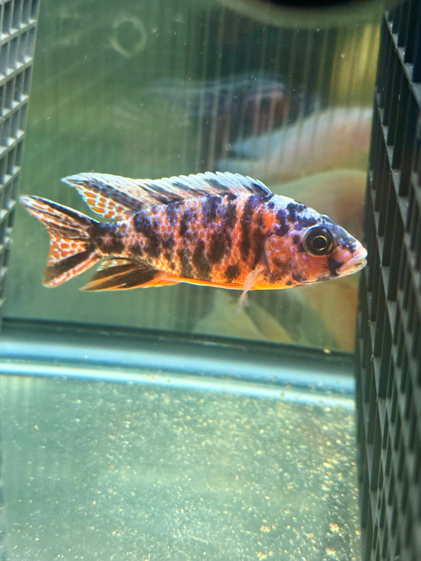 Red OB Peacock (4"+ Male)