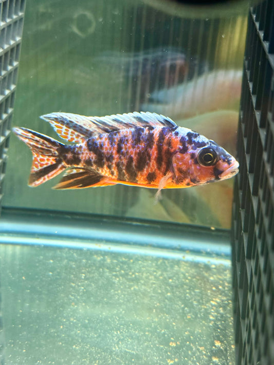 Red OB Peacock (4"+ Male)