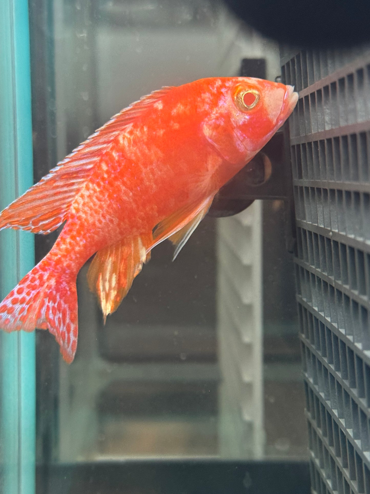 Albino OB