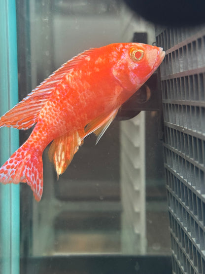 Albino OB