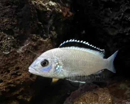 Labidochromis - White Lab