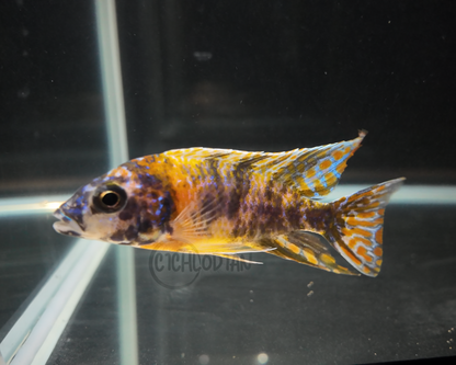 Yellow OB (4" Male)