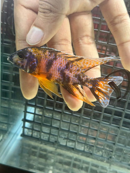 Sunset Tangerine Peacock