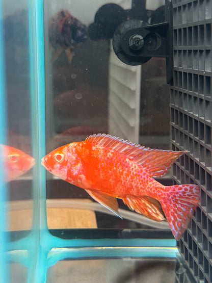 Albino OB