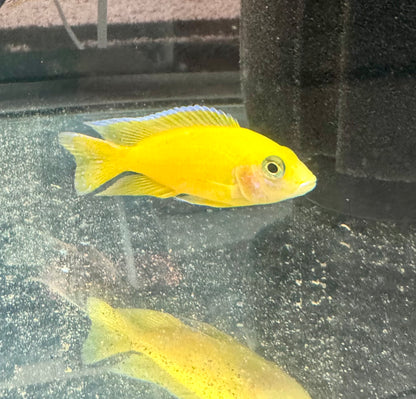 Golden Dragon (4" Male)