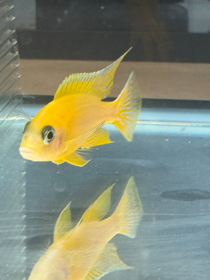 Golden Dragon (4" Male)
