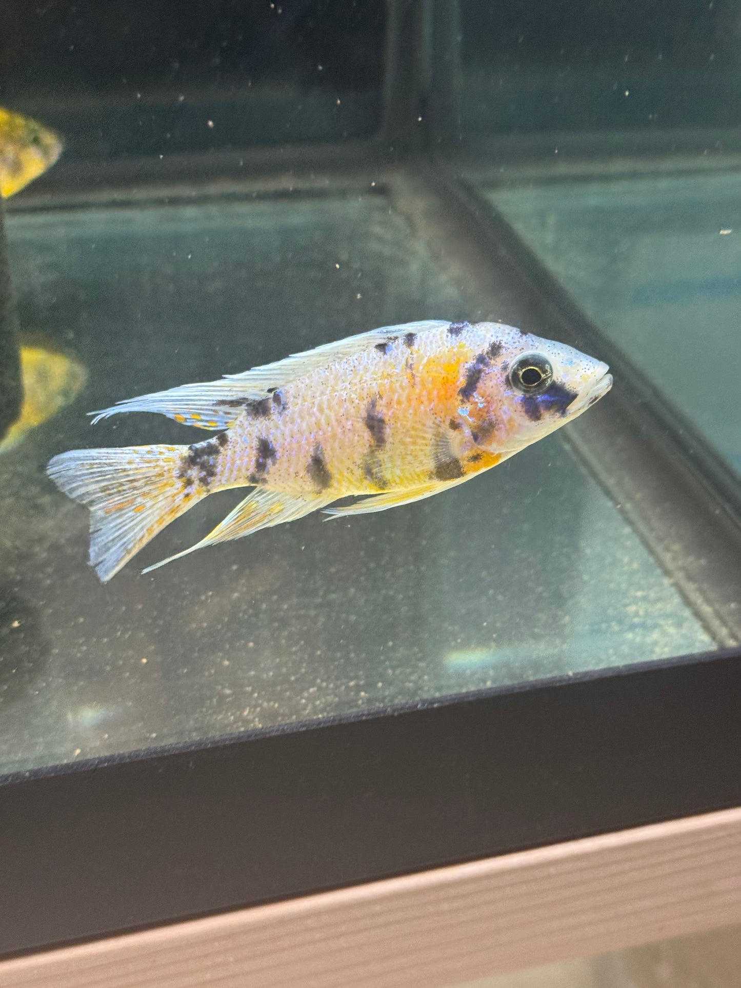 Platinum OB (4"+ Male)