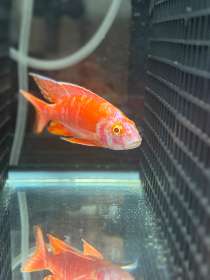 Albino OB