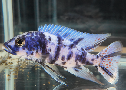 Blueberry OB (4"+ Male)