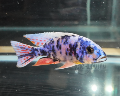 Blueberry OB (4"+ Male)