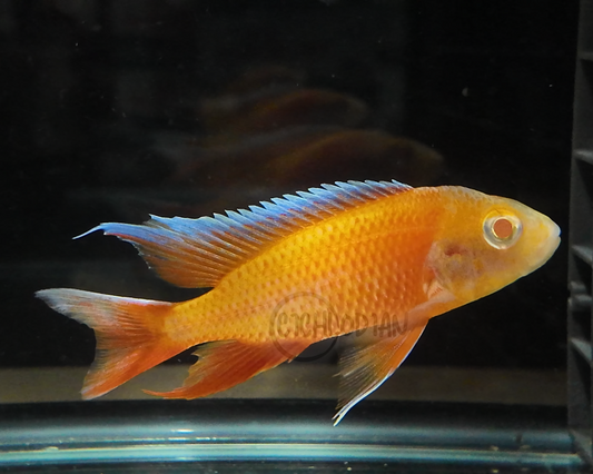 Albino Eureka Jake (4"+ Male)