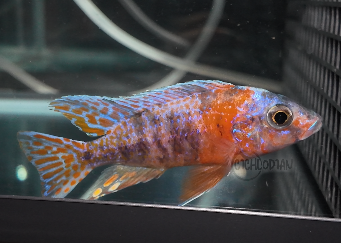 Orange OB (4"+ Male)